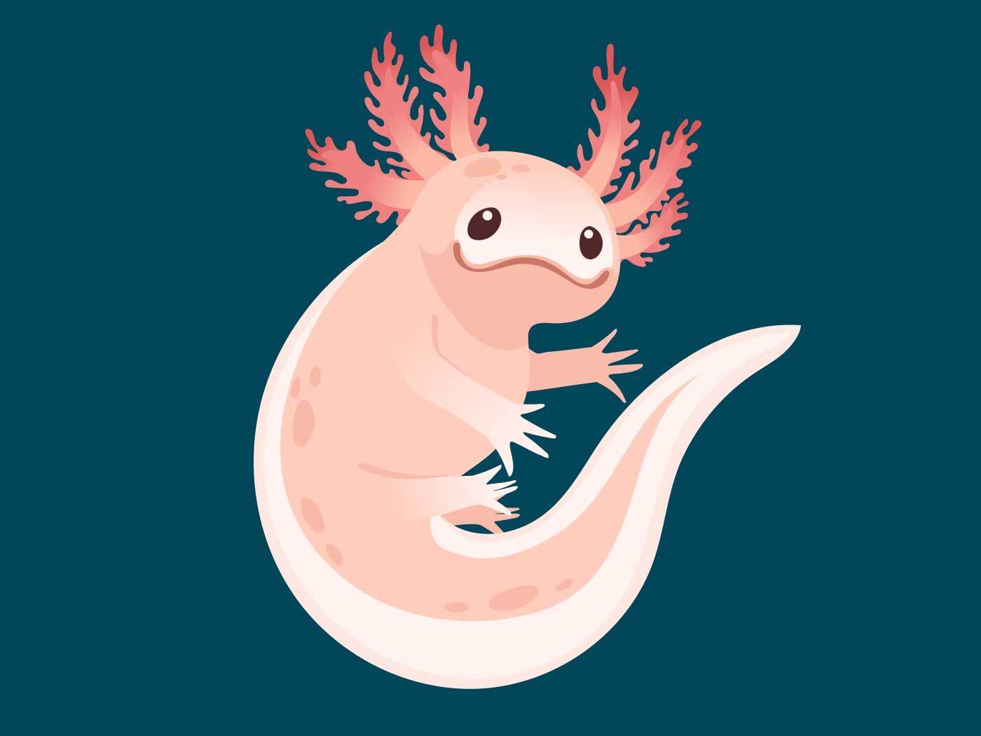 Axolotl