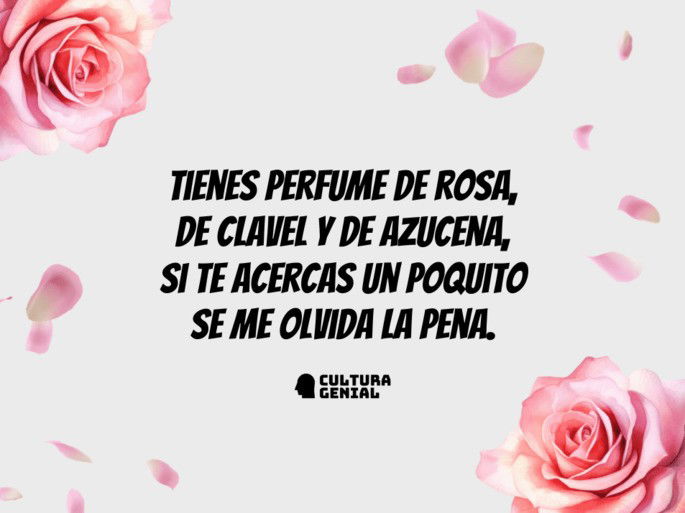 amorfino 8