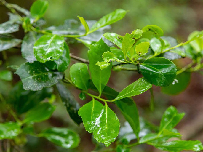 árbol yerba mate
