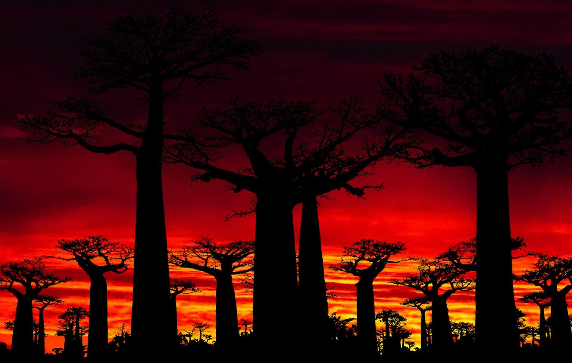 Imagen de Baobab