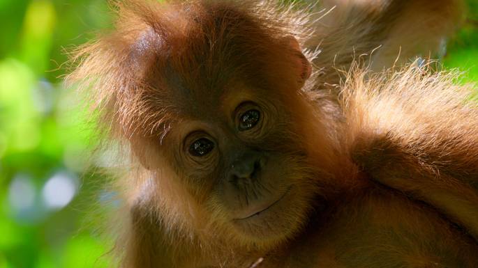 Fotograma del documental David Attenborough: una vida en nuestro planeta