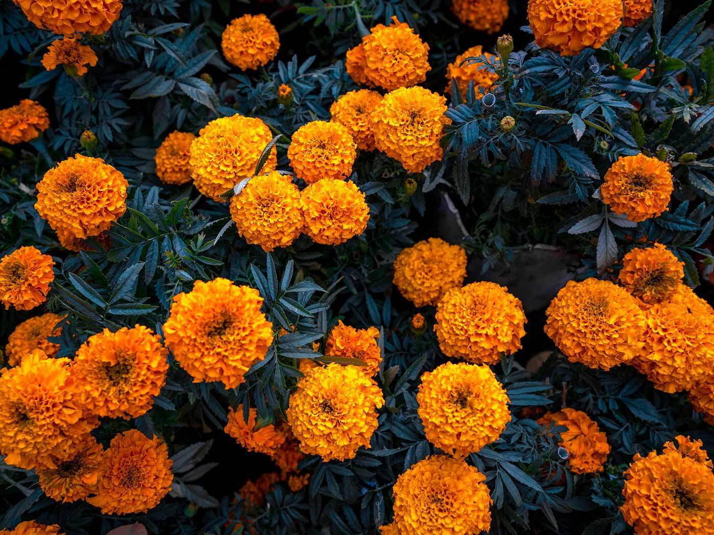 Flor de Cempasúchil