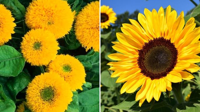 tipos de girasoles