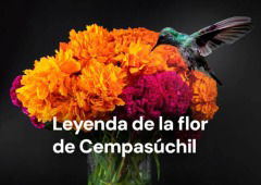 La leyenda del Cempasúchil: la flor del Día de los Muertos