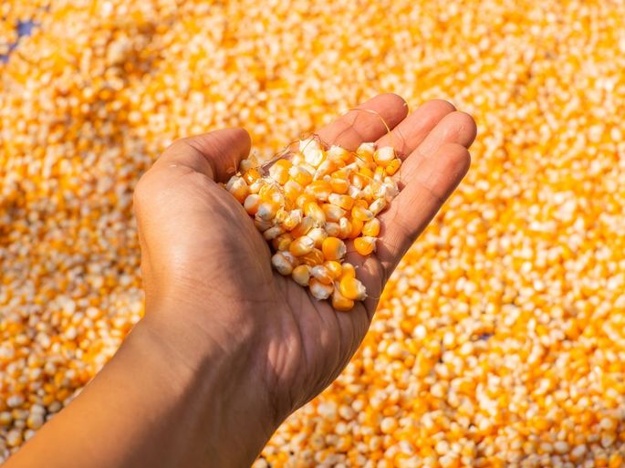 Mano con maíz