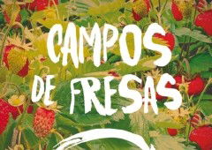 Libro Campos de fresas: resumen y personajes relevantes