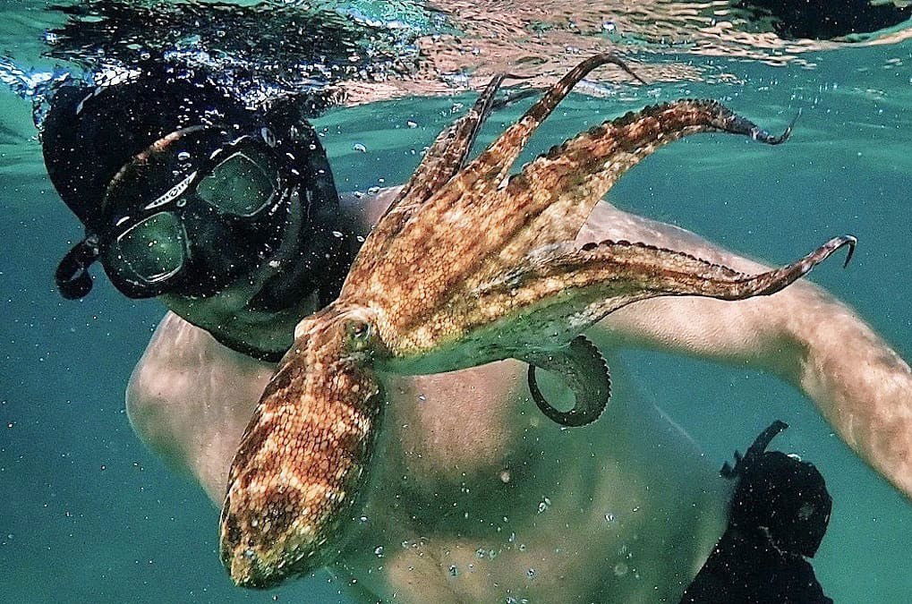 Fotograma de la película lo que el pulpo me enseñó