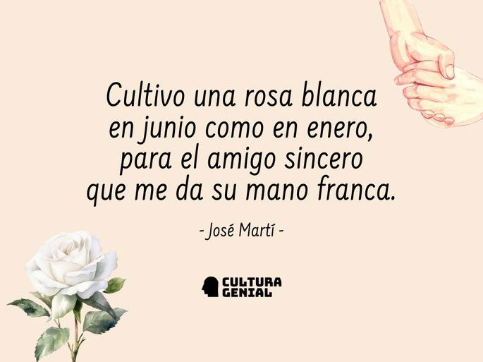 Cultivo una rosa blanca