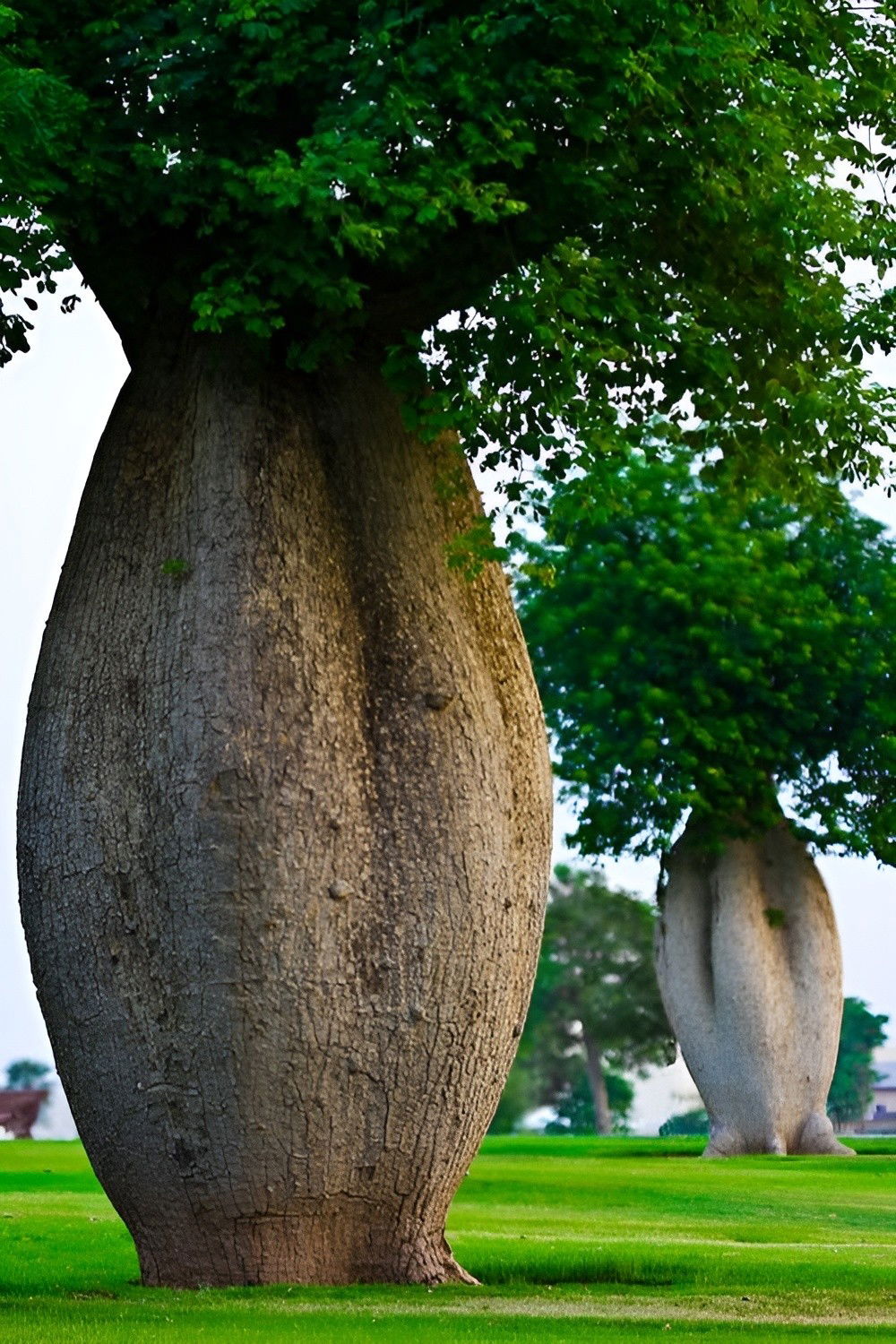 Árbol toborochi