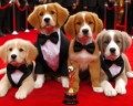 ¡Sí, el Oscar de los perros existe y es una fiesta de ternura!