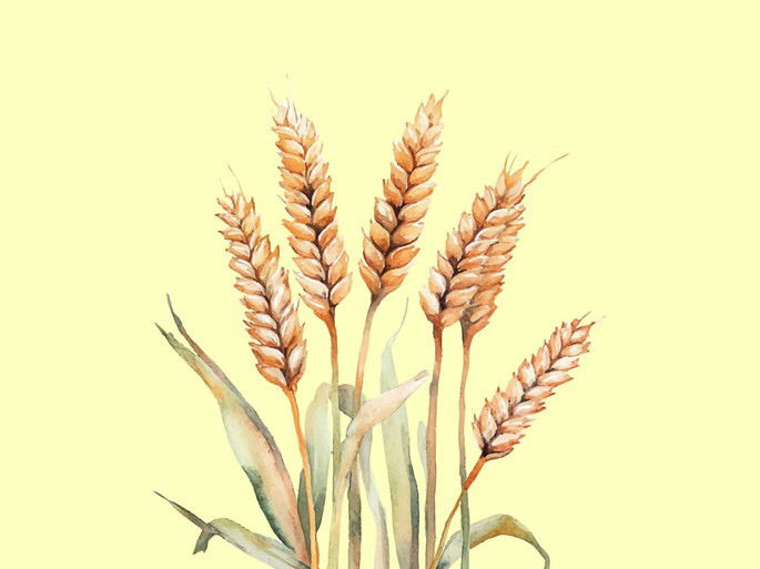 Tallos de trigo dorado