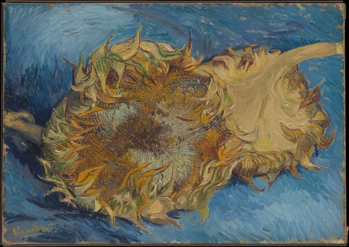 girasoles