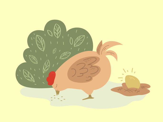 Gallina comiendo con huevo de oro