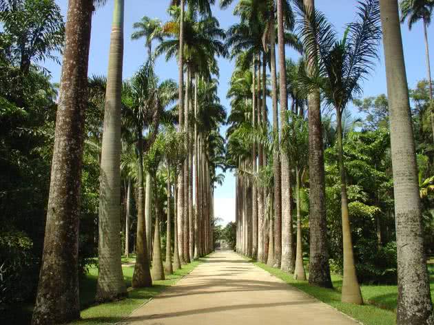 Jardim Botânico do Rio de Janeiro.