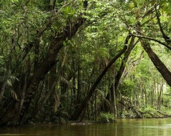Amazônia: 7 poemas vindos do pulmão do mundo