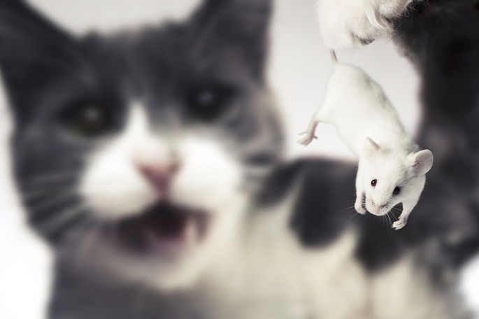 assembleia dos ratos