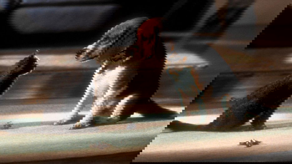 Gato e cachorro, frente a frente.