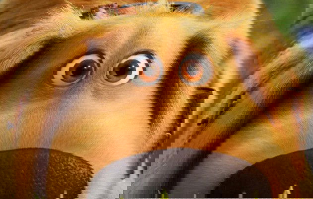 Recorte de olhos e nariz de cachorro peludo caramelo