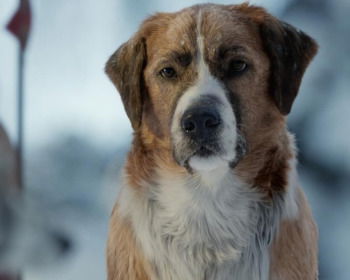 11 filmes de cachorro que vão emocionar toda a família