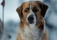 11 filmes de cachorro que vão emocionar toda a família