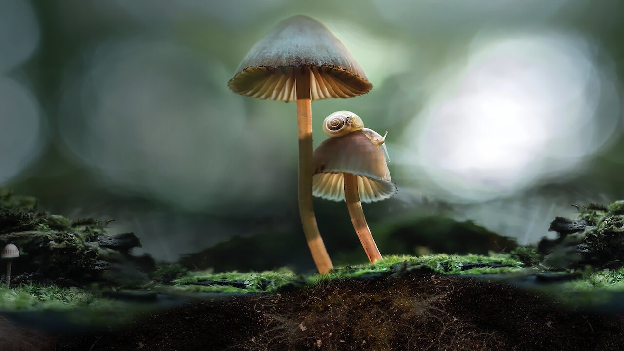cogumelos em floresta com um pequeno caracol em cima