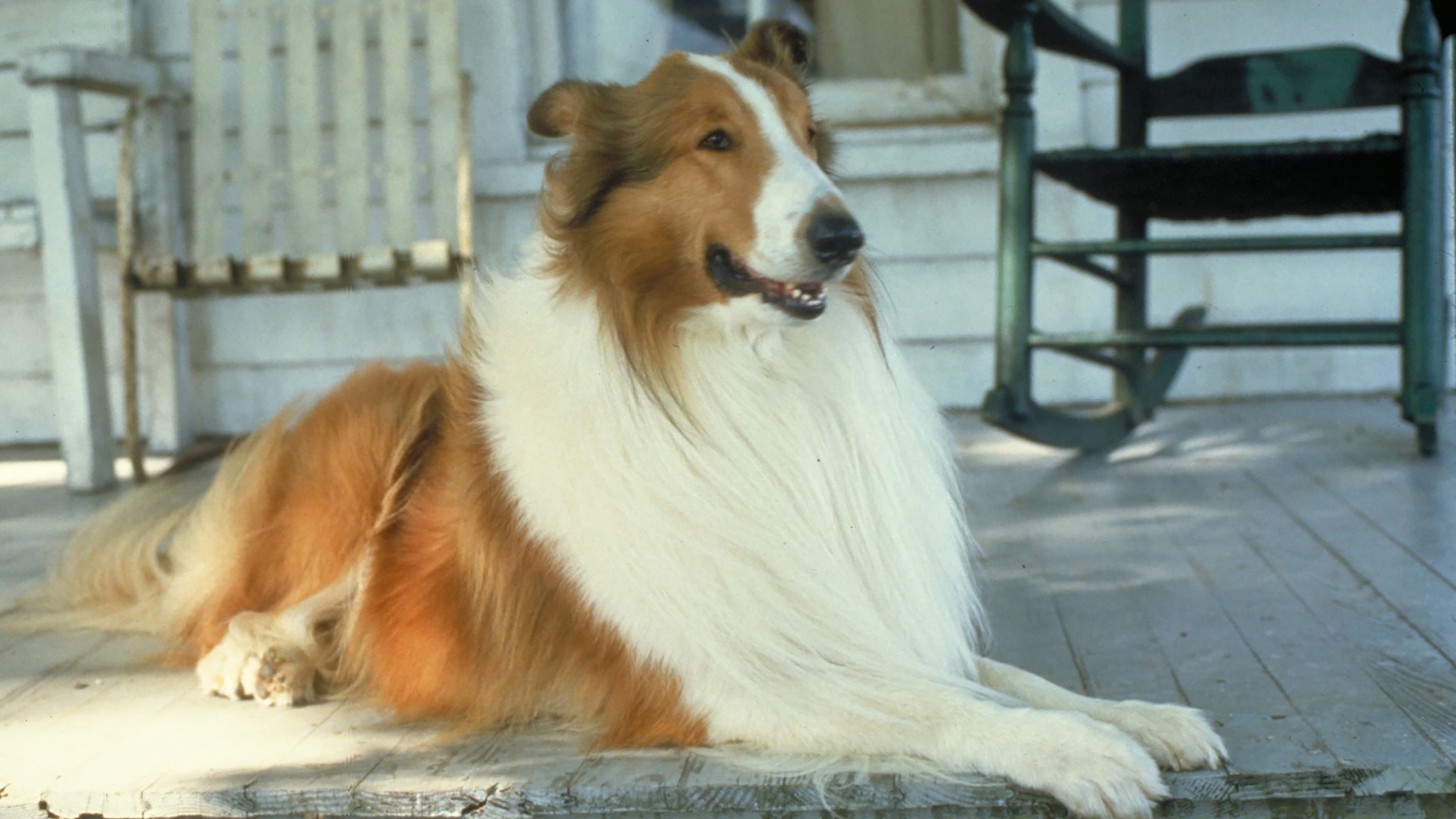 Lassie deitada na entrada de casa.