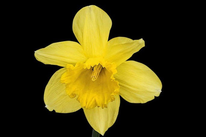 A flor de Narciso ( Narcissus).