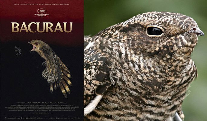 pássaro bacurau