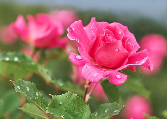 imagem de rosa cor-de-rosa com gotas de água