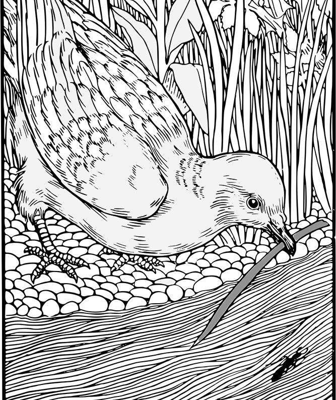 Desenho de uma pomba colocando um galho no rio para uma formiga